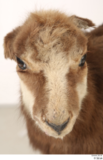 Alpine chamois Rupicapra rupicapra head nose 0001.jpg